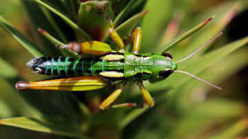 Wallpaper thumb: Chameleon Grasshopper